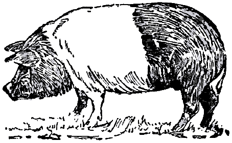 Collier's_1921_Hog_Hampshire_Hog